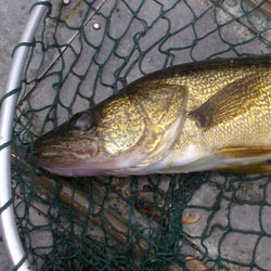 Fishing Lake Nipissing - Walleye, Pike , Muskie, Perch & Bass